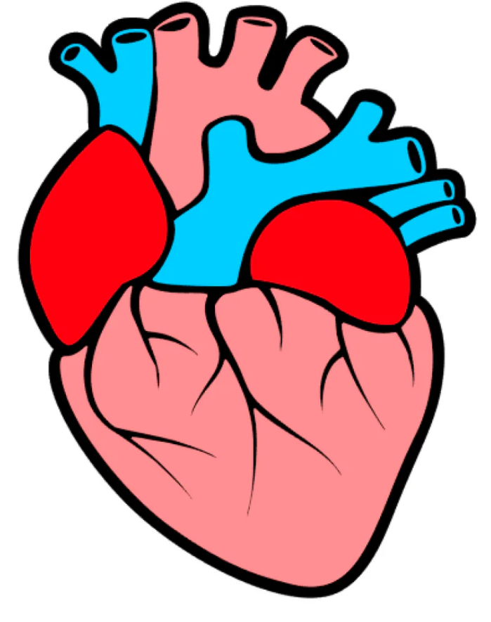Anatomical Heart image 0