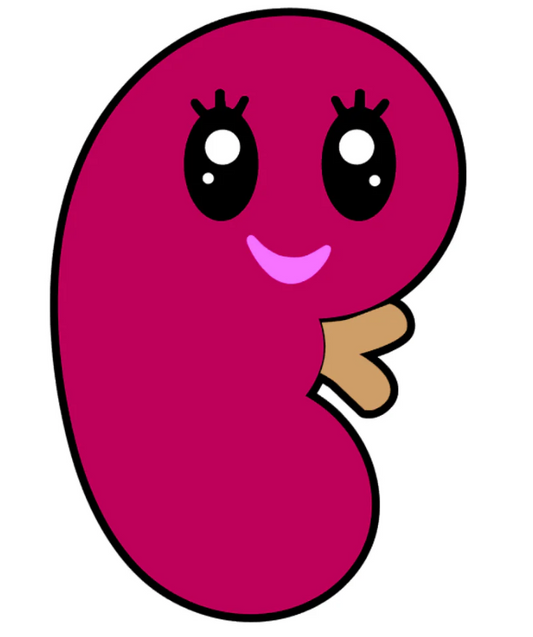 Kidney image 0