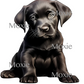 Black Lab Puppy image 0