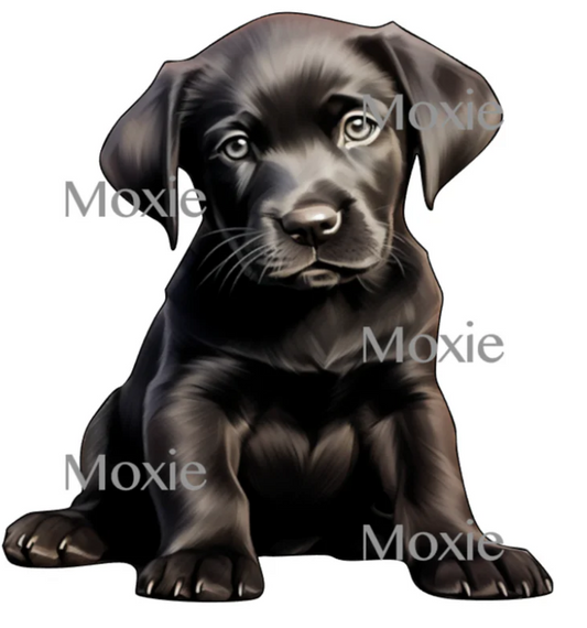 Black Lab Puppy image 0